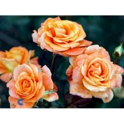 'Flora Danica'™ Rosa X 'Flora Danica'™ (Storblomstrende) A-Kvalitet,- Barrods Roser Min. 3 Grene -Osmo Salgsbutik fi4271 rosa flora danica poulrim n ea3a