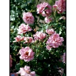 'Frederiksborg'™ Rosa X 'Frederiksborg'™ (Slotsrose) A-Kvalitet,- Barrods Roser Min. 3 Grene -Osmo Salgsbutik fi4287 rosa frederiksborg pouldrik n aaba