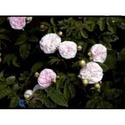 'Félicité Parmentier' Rosa Alba 'Félicité Parmentier' (Albarose) A-Kvalitet,- Barrods Roser Min. 3 Grene -Osmo Salgsbutik fi4300 rosa felicite parmentier 1901