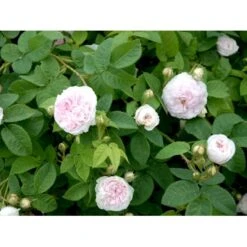 'Félicité Parmentier' Rosa Alba 'Félicité Parmentier' (Albarose) A-Kvalitet,- Barrods Roser Min. 3 Grene -Osmo Salgsbutik fi4300 rosa felicite parmentier 45a3