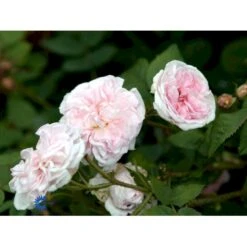 'Félicité Parmentier' Rosa Alba 'Félicité Parmentier' (Albarose) A-Kvalitet,- Barrods Roser Min. 3 Grene -Osmo Salgsbutik fi4300 rosa felicite parmentier 7ed5