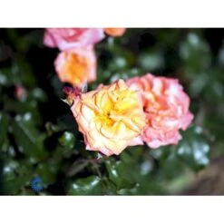 'Gavnø'™ Rosa X 'Gavnø'™ (Storblomstrende) A-Kvalitet,- Barrods Roser Min. 3 Grene -Osmo Salgsbutik fi4308 rosa gavnoe poulgav n 87a1