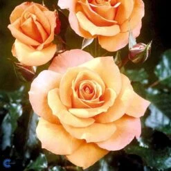 'Gavnø'™ Rosa X 'Gavnø'™ (Storblomstrende) A-Kvalitet,- Barrods Roser Min. 3 Grene -Osmo Salgsbutik fi4308 rosa gavnoe poulgav n 9f3c