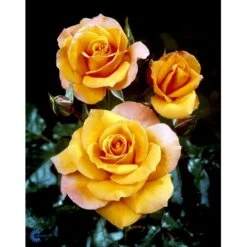 'Gavnø'™ Rosa X 'Gavnø'™ (Storblomstrende) A-Kvalitet,- Barrods Roser Min. 3 Grene -Osmo Salgsbutik fi4308 rosa gavnoe poulgav n bfc4