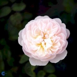 'Gentle Hermione' Rosa X 'Gentle Hermione' (Engelsk Rose) A-Kvalitet,- Barrods Roser Min. 3 Grene -Osmo Salgsbutik fi4311 rosa gentle hermione ausrumba 757a