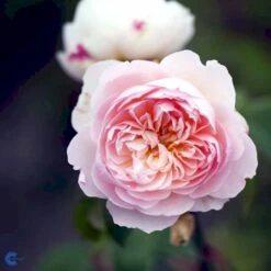 'Gentle Hermione' Rosa X 'Gentle Hermione' (Engelsk Rose) A-Kvalitet,- Barrods Roser Min. 3 Grene -Osmo Salgsbutik fi4311 rosa gentle hermione ausrumba f86a