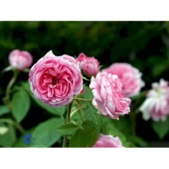'Gertrude Jekyll' Rosa X 'Gertrude Jekyll' (Engelsk Rose) A-Kvalitet,- Barrods Roser Min. 3 Grene -Osmo Salgsbutik fi4316 rosa gertrude jekyll ausboard 0a18