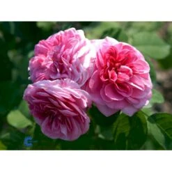 'Gertrude Jekyll' Rosa X 'Gertrude Jekyll' (Engelsk Rose) A-Kvalitet,- Barrods Roser Min. 3 Grene -Osmo Salgsbutik fi4316 rosa gertrude jekyll ausboard 5d17