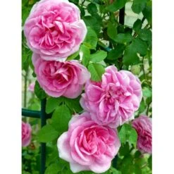 'Gertrude Jekyll' Rosa X 'Gertrude Jekyll' (Engelsk Rose) A-Kvalitet,- Barrods Roser Min. 3 Grene -Osmo Salgsbutik fi4316 rosa gertrude jekyll ausboard 913a