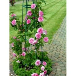 'Gertrude Jekyll' Rosa X 'Gertrude Jekyll' (Engelsk Rose) A-Kvalitet,- Barrods Roser Min. 3 Grene -Osmo Salgsbutik fi4316 rosa gertrude jekyll ausboard ef76