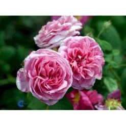 'Gertrude Jekyll' Rosa X 'Gertrude Jekyll' (Engelsk Rose) A-Kvalitet,- Barrods Roser Min. 3 Grene -Osmo Salgsbutik fi4316 rosa gertrude jekyll ausboard fde6