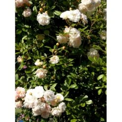 'Ghislaine De Féligonde' Rosa Moschata 'Ghislaine De Féligonde' (Moskusrose) A-Kvalitet,- Barrods Roser Min. 3 Grene -Osmo Salgsbutik fi4318 rosa ghislaine de feligonde 0a54