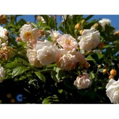 'Ghislaine De Féligonde' Rosa Moschata 'Ghislaine De Féligonde' (Moskusrose) A-Kvalitet,- Barrods Roser Min. 3 Grene -Osmo Salgsbutik fi4318 rosa ghislaine de feligonde 2719