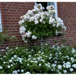 'Ghislaine De Féligonde' Rosa Moschata 'Ghislaine De Féligonde' (Moskusrose) A-Kvalitet,- Barrods Roser Min. 3 Grene -Osmo Salgsbutik fi4318 rosa ghislaine de feligonde 453b