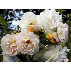 'Ghislaine De Féligonde' Rosa Moschata 'Ghislaine De Féligonde' (Moskusrose) A-Kvalitet,- Barrods Roser Min. 3 Grene -Osmo Salgsbutik fi4318 rosa ghislaine de feligonde 5d36