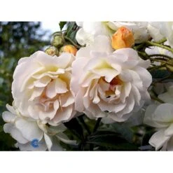 'Ghislaine De Féligonde' Rosa Moschata 'Ghislaine De Féligonde' (Moskusrose) A-Kvalitet,- Barrods Roser Min. 3 Grene -Osmo Salgsbutik fi4318 rosa ghislaine de feligonde a596