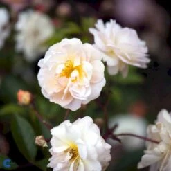 'Ghislaine De Féligonde' Rosa Moschata 'Ghislaine De Féligonde' (Moskusrose) A-Kvalitet,- Barrods Roser Min. 3 Grene -Osmo Salgsbutik fi4318 rosa ghislaine de feligonde b0be