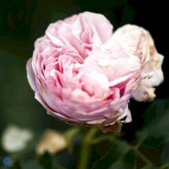 'Giardina'® Rosa X 'Giardina'® (Slyngrose) A-Kvalitet,- Barrods Roser Min. 3 Grene -Osmo Salgsbutik fi4320 rosa giardina daaf