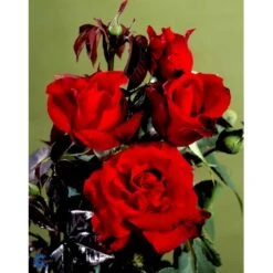 'Gisselfeld' Rosa X 'Gisselfeld' (Storblomstrende) A-Kvalitet,- Barrods Roser Min. 3 Grene -Osmo Salgsbutik fi4322 rosa gisselfeld n 1f91