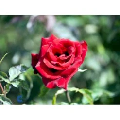 'Gisselfeld' Rosa X 'Gisselfeld' (Storblomstrende) A-Kvalitet,- Barrods Roser Min. 3 Grene -Osmo Salgsbutik fi4322 rosa gisselfeld n b9e5