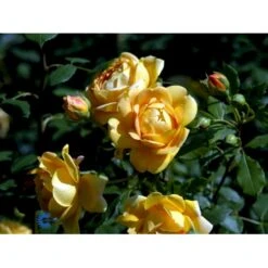 'Golden Celebration' Rosa X 'Golden Celebration' (Engelsk Rose) A-Kvalitet,- Barrods Roser Min. 3 Grene 25 'Golden Celebration' Rosa X 'Golden Celebration' (Engelsk Rose) A-Kvalitet,- Barrods Roser Min. 3 Grene -Osmo Salgsbutik fi4338 rosa golden celebration ausgold 6049