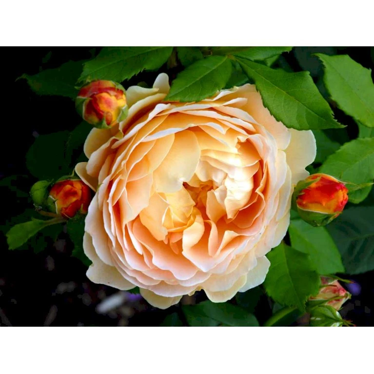 'Golden Celebration' Rosa X 'Golden Celebration' (Engelsk Rose) A-Kvalitet,- Barrods Roser Min. 3 Grene 11 'Golden Celebration' Rosa X 'Golden Celebration' (Engelsk Rose) A-Kvalitet,- Barrods Roser Min. 3 Grene - Billede 11