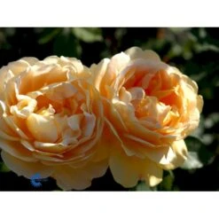 'Golden Celebration' Rosa X 'Golden Celebration' (Engelsk Rose) A-Kvalitet,- Barrods Roser Min. 3 Grene 26 'Golden Celebration' Rosa X 'Golden Celebration' (Engelsk Rose) A-Kvalitet,- Barrods Roser Min. 3 Grene -Osmo Salgsbutik fi4338 rosa golden celebration ausgold adaf