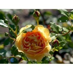 'Golden Celebration' Rosa X 'Golden Celebration' (Engelsk Rose) A-Kvalitet,- Barrods Roser Min. 3 Grene 27 'Golden Celebration' Rosa X 'Golden Celebration' (Engelsk Rose) A-Kvalitet,- Barrods Roser Min. 3 Grene -Osmo Salgsbutik fi4338 rosa golden celebration ausgold c517
