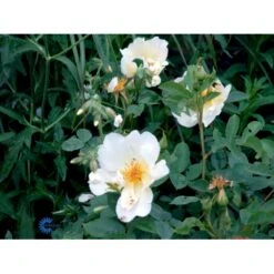 'Golden Wings' Rosa X 'Golden Wings' (Buskrose) A-Kvalitet,- Barrods Roser Min. 3 Grene -Osmo Salgsbutik fi4346 rosa golden wings 88b0