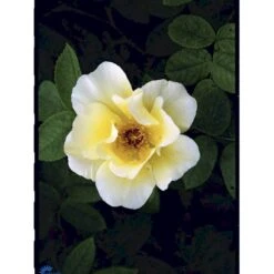 'Golden Wings' Rosa X 'Golden Wings' (Buskrose) A-Kvalitet,- Barrods Roser Min. 3 Grene -Osmo Salgsbutik fi4346 rosa golden wings a33a