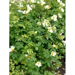 'Golden Wings' Rosa X 'Golden Wings' (Buskrose) A-Kvalitet,- Barrods Roser Min. 3 Grene -Osmo Salgsbutik fi4346 rosa golden wings a596