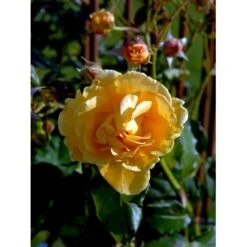 'Goldener Olymp'® Rosa X 'Goldener Olymp'® (Slyngrose) A-Kvalitet,- Barrods Roser Min. 3 Grene -Osmo Salgsbutik fi4347 rosa goldener olymp 9d3b