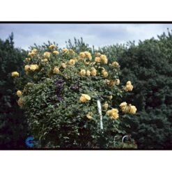 'Goldener Olymp'® Rosa X 'Goldener Olymp'® (Slyngrose) A-Kvalitet,- Barrods Roser Min. 3 Grene -Osmo Salgsbutik fi4347 rosa goldener olymp e871