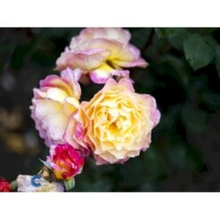'Gorgeous'™ Rosa X 'Gorgeous'™ (Storblomstrende) A-Kvalitet,- Barrods Roser Min. 3 Grene -Osmo Salgsbutik fi4353 rosa gorgeous poulpmt009 n e22e