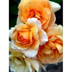 'Grace'™ Rosa X 'Grace'™ (Engelsk Rose) A-Kvalitet,- Barrods Roser Min. 3 Grene 28 'Grace'™ Rosa X 'Grace'™ (Engelsk Rose) A-Kvalitet,- Barrods Roser Min. 3 Grene -Osmo Salgsbutik fi4355 rosa grace auskeppy 366e