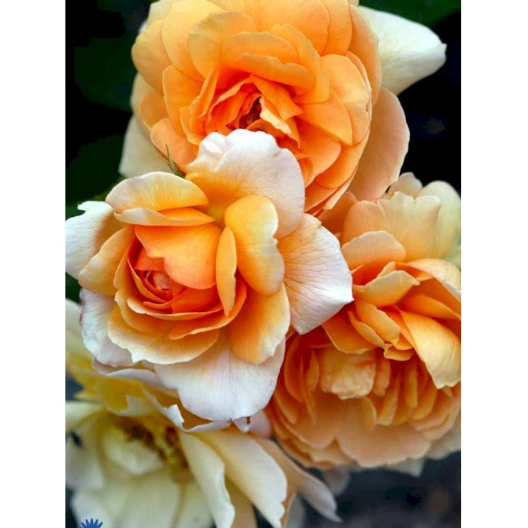 'Grace'™ Rosa X 'Grace'™ (Engelsk Rose) A-Kvalitet,- Barrods Roser Min. 3 Grene 13 'Grace'™ Rosa X 'Grace'™ (Engelsk Rose) A-Kvalitet,- Barrods Roser Min. 3 Grene - Billede 13