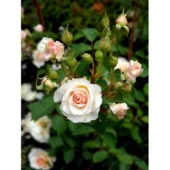 'Grace'™ Rosa X 'Grace'™ (Engelsk Rose) A-Kvalitet,- Barrods Roser Min. 3 Grene 29 'Grace'™ Rosa X 'Grace'™ (Engelsk Rose) A-Kvalitet,- Barrods Roser Min. 3 Grene -Osmo Salgsbutik fi4355 rosa grace auskeppy 71fd