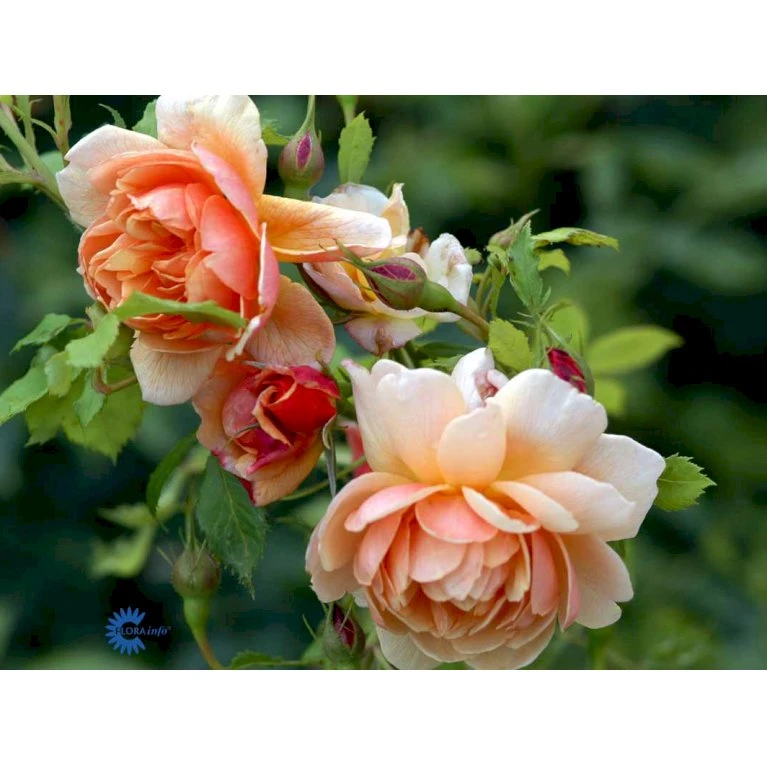 'Grace'™ Rosa X 'Grace'™ (Engelsk Rose) A-Kvalitet,- Barrods Roser Min. 3 Grene 16 'Grace'™ Rosa X 'Grace'™ (Engelsk Rose) A-Kvalitet,- Barrods Roser Min. 3 Grene - Billede 16