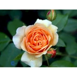 'Grace'™ Rosa X 'Grace'™ (Engelsk Rose) A-Kvalitet,- Barrods Roser Min. 3 Grene 30 'Grace'™ Rosa X 'Grace'™ (Engelsk Rose) A-Kvalitet,- Barrods Roser Min. 3 Grene -Osmo Salgsbutik fi4355 rosa grace auskeppy 82e9