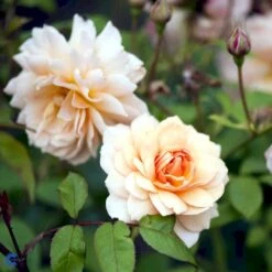 'Grace'™ Rosa X 'Grace'™ (Engelsk Rose) A-Kvalitet,- Barrods Roser Min. 3 Grene 26 'Grace'™ Rosa X 'Grace'™ (Engelsk Rose) A-Kvalitet,- Barrods Roser Min. 3 Grene -Osmo Salgsbutik fi4355 rosa grace auskeppy a946