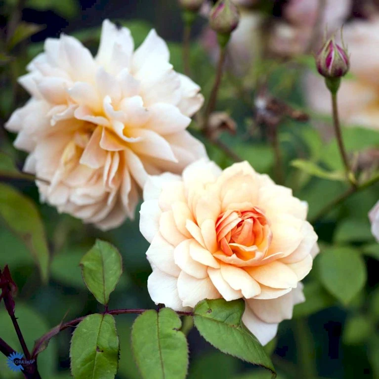 'Grace'™ Rosa X 'Grace'™ (Engelsk Rose) A-Kvalitet,- Barrods Roser Min. 3 Grene 11 'Grace'™ Rosa X 'Grace'™ (Engelsk Rose) A-Kvalitet,- Barrods Roser Min. 3 Grene - Billede 11