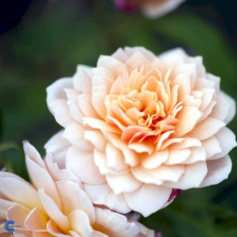 'Grace'™ Rosa X 'Grace'™ (Engelsk Rose) A-Kvalitet,- Barrods Roser Min. 3 Grene 12 'Grace'™ Rosa X 'Grace'™ (Engelsk Rose) A-Kvalitet,- Barrods Roser Min. 3 Grene - Billede 12