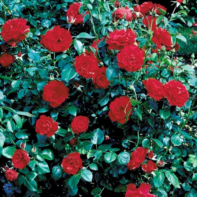 'Grand Hotel' Rosa X 'Grand Hotel' (Slyngrose) A-Kvalitet,- Barrods Roser Min. 3 Grene 3 'Grand Hotel' Rosa X 'Grand Hotel' (Slyngrose) A-Kvalitet,- Barrods Roser Min. 3 Grene - Billede 3