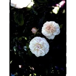 'Gruss An Aachen' Rosa X 'Gruss An Aachen' (Storblomstrende) A-Kvalitet,- Barrods Roser Min. 3 Grene -Osmo Salgsbutik fi4372 rosa gruss an aachen 9b74