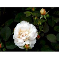 'Gruss An Aachen' Rosa X 'Gruss An Aachen' (Storblomstrende) A-Kvalitet,- Barrods Roser Min. 3 Grene -Osmo Salgsbutik fi4372 rosa gruss an aachen a539