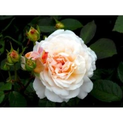 'Gruss An Aachen' Rosa X 'Gruss An Aachen' (Storblomstrende) A-Kvalitet,- Barrods Roser Min. 3 Grene -Osmo Salgsbutik fi4372 rosa gruss an aachen c2f3