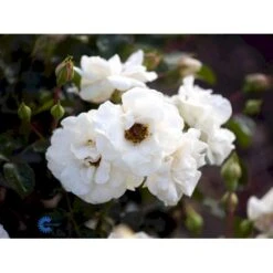 'Hampton™ Palace®' Rosa X 'Hampton™ Palace®' (Palacerose) A-Kvalitet,- Barrods Roser Min. 3 Grene -Osmo Salgsbutik fi4384 rosa hampton poulgret n 70d4