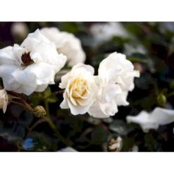 'Hampton™ Palace®' Rosa X 'Hampton™ Palace®' (Palacerose) A-Kvalitet,- Barrods Roser Min. 3 Grene -Osmo Salgsbutik fi4384 rosa hampton poulgret n b3bb
