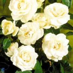 'Hampton™ Palace®' Rosa X 'Hampton™ Palace®' (Palacerose) A-Kvalitet,- Barrods Roser Min. 3 Grene -Osmo Salgsbutik fi4384 rosa hampton poulgret n d93a