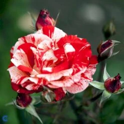 'Hanky Panky' Rosa X 'Hanky Panky' (Buketrose) A-Kvalitet,- Barrods Roser Min. 3 Grene -Osmo Salgsbutik fi4385 rosa hanky panky 4d74